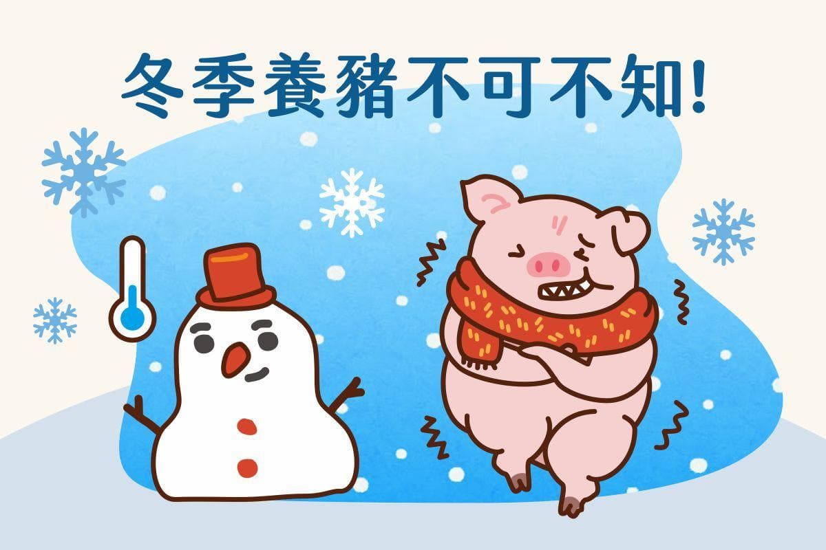 冬季养猪注意事项