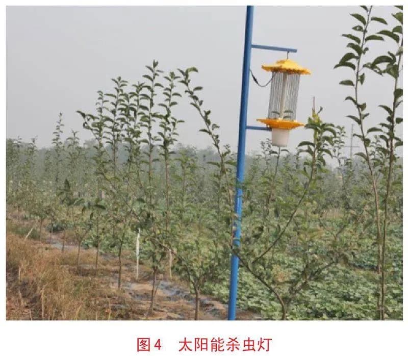 果树害虫的发生及防治技术措施