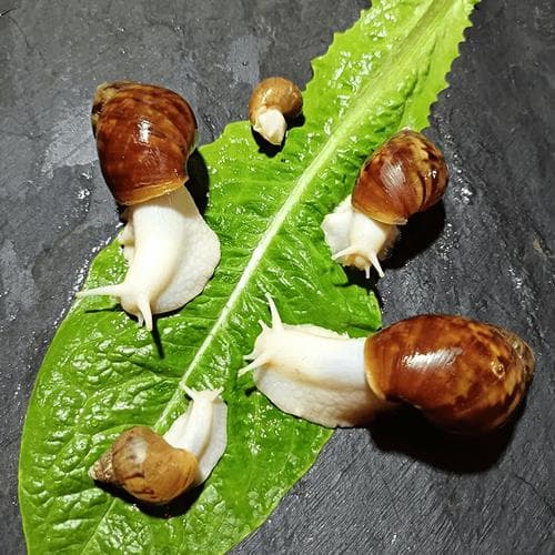 白玉蜗牛要吃多少菜叶？白玉蜗牛食量惊人？菜叶喂养量大揭秘！