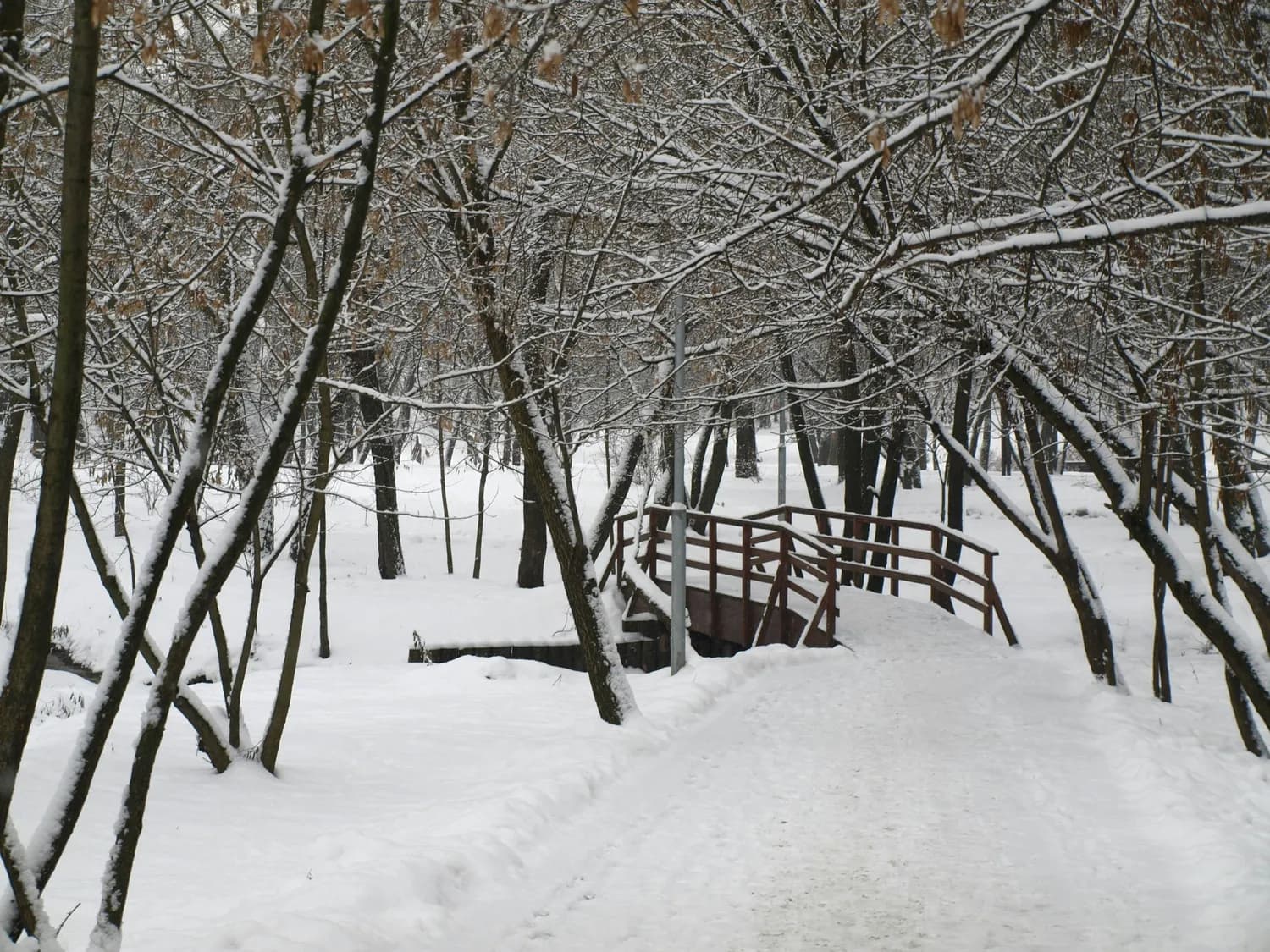 玉渊潭公园最美雪景路线：从西门到中山岛的冬日童话