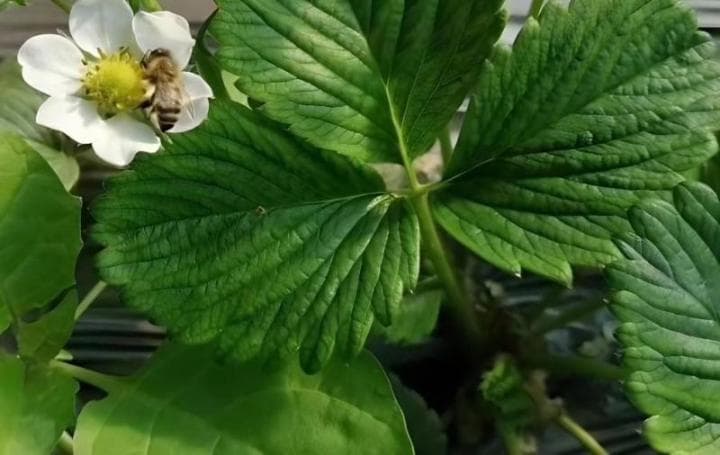 草莓蚜虫用什么药对蜜蜂无害？