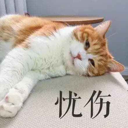 猫也有“老年痴呆”？？-猫的认知功能障碍综合症（CDS）
