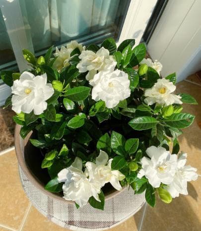 小叶栀子花黄叶是什么原因（栀子花黄叶的处理方法）