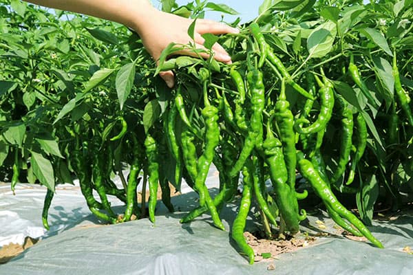 辣椒种植全攻略：从育苗到移栽的科学指导