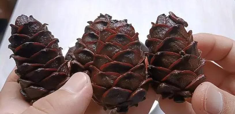 松塔的功效与作用和食用方法