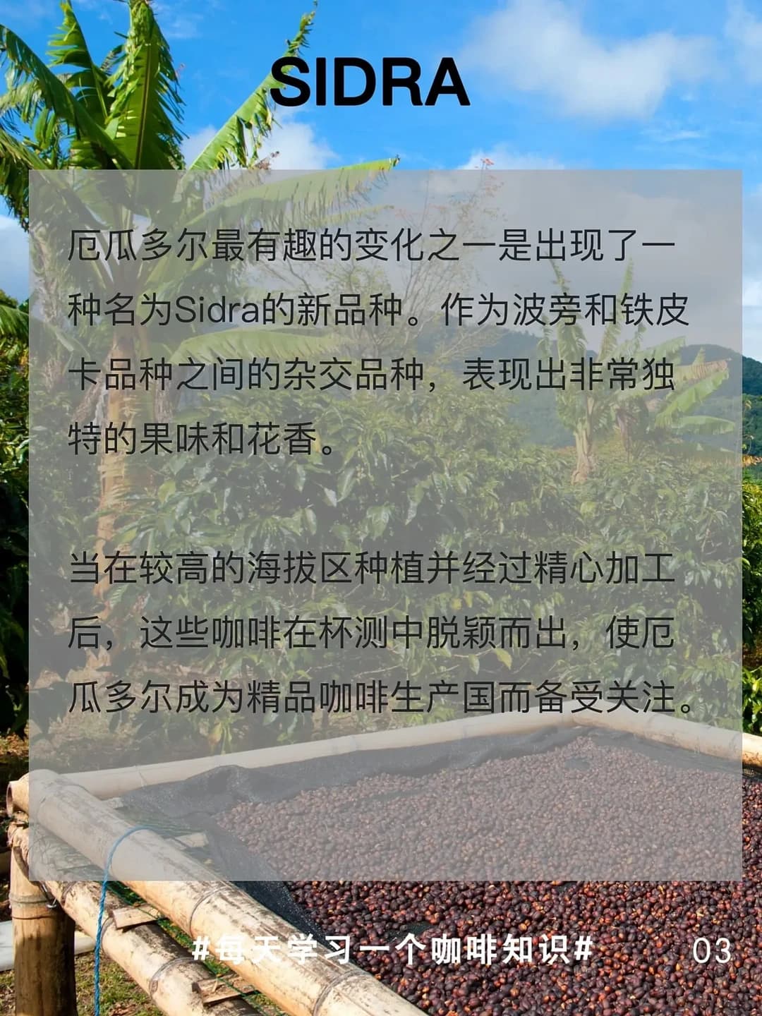 厄瓜多尔咖啡生产：品种、历史与未来展望