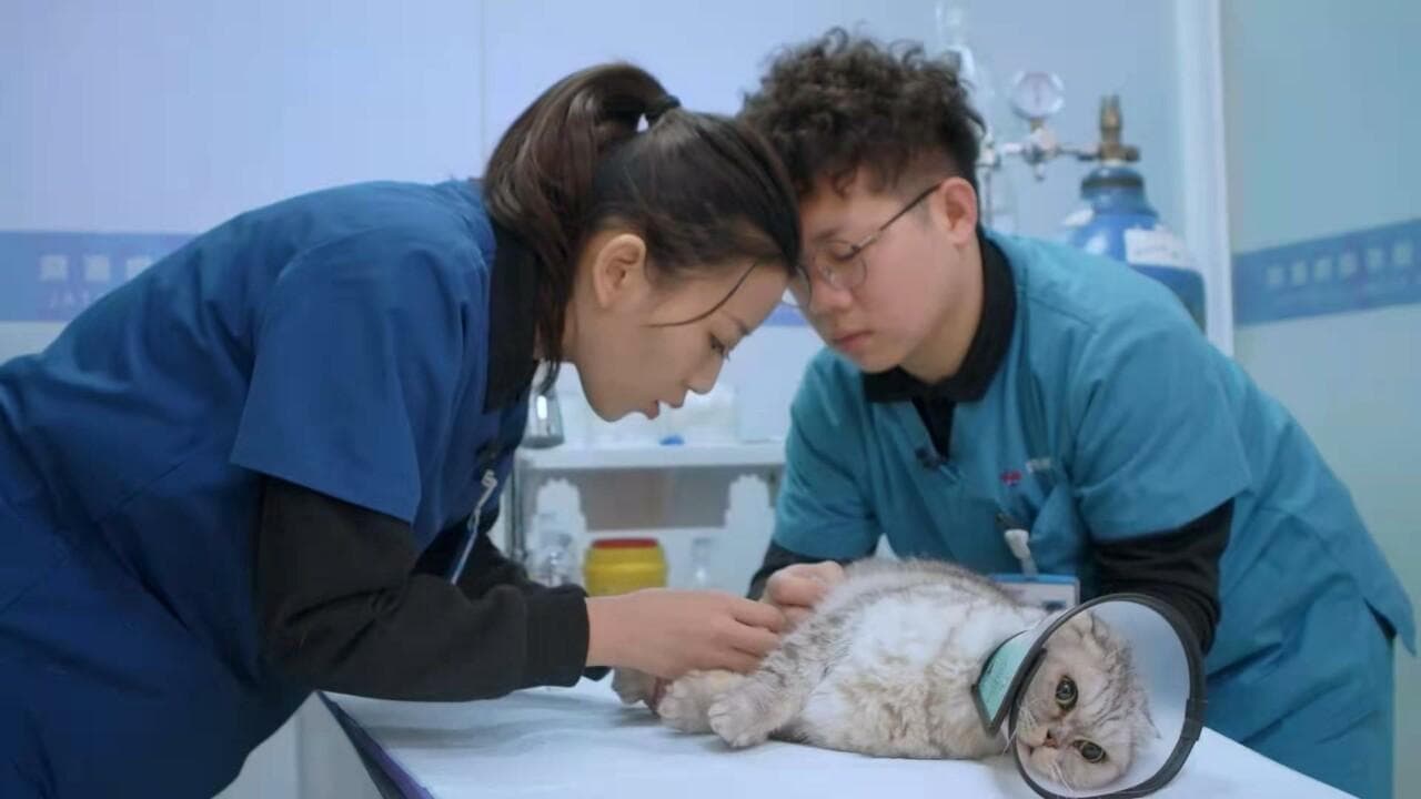 宠物保险购买指南：保障范围与理赔细节全解析