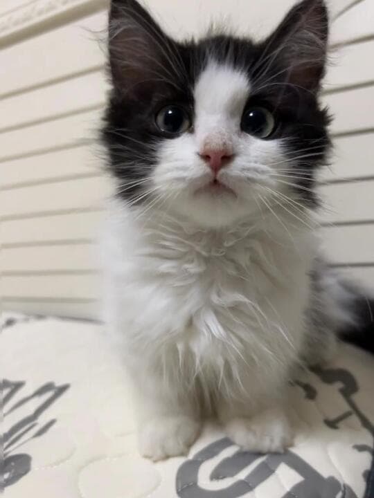 养出健康活泼的黏人猫咪 科学喂养与互动指南