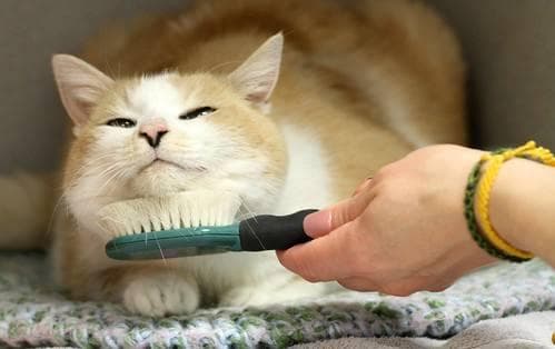 让猫咪爱上梳毛，宠物主人必学技巧
