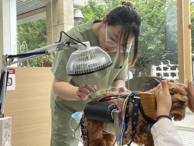 给猫狗“扎针”、喝中药，宠物也开始看中医了！