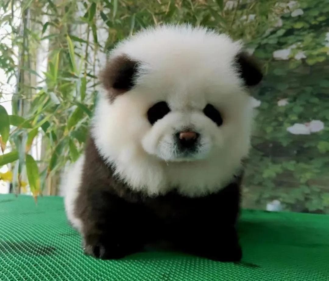泰州“熊猫犬”走红！染色松狮犬引发热议
