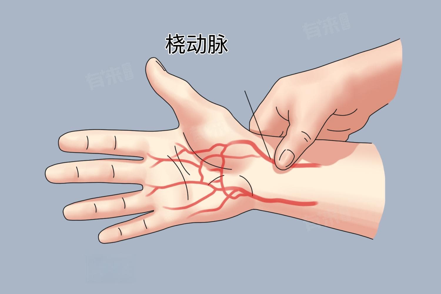 脉搏跳动一分钟多少次正常