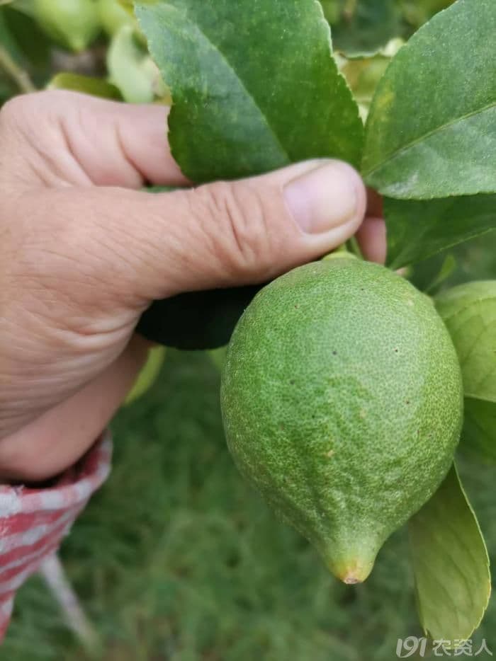 柠檬红蜘蛛危害及防治方案