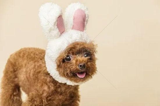 泰迪犬的起源：从贵宾犬到“泰迪熊”的演变