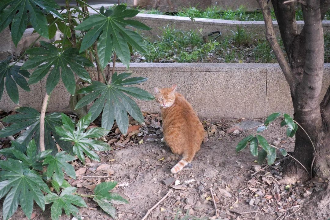 从“街头”到“温暖窝”，流浪猫迎来幸福逆袭