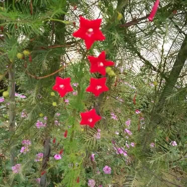 《军中绿花》成经典的原因