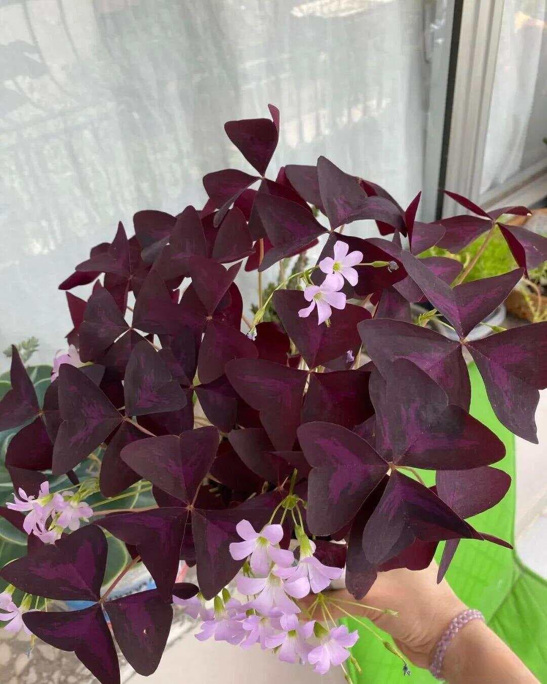这5种植物容易开花，在阳台能随便养，就怕它们长得太快被嫌弃