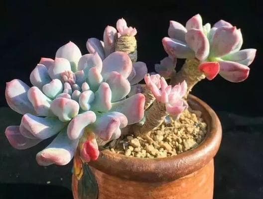 多肉植物浇水全攻略：15个实用技巧助你养出健康植株