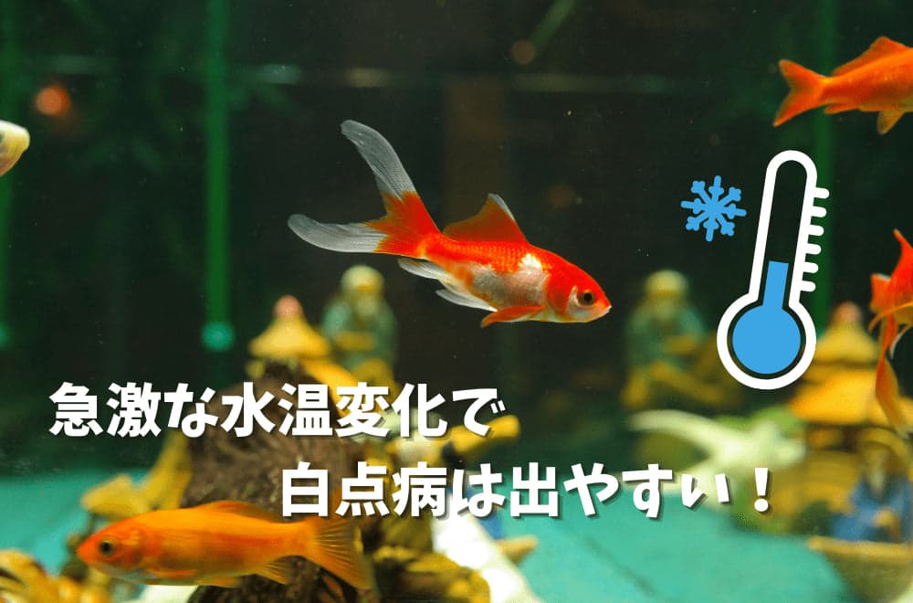 专业解析：白点病的病因、症状与治疗方案