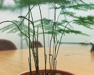 文竹发芽长叶全过程剖析（从种子到翠绿的叶子）