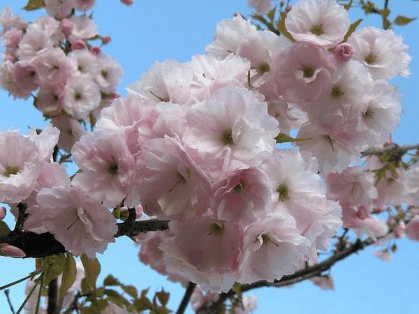 樱花：从野生到栽培的美丽蜕变