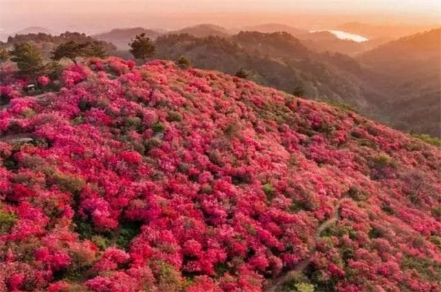 杜鹃花古诗五首：山花无数笑春风