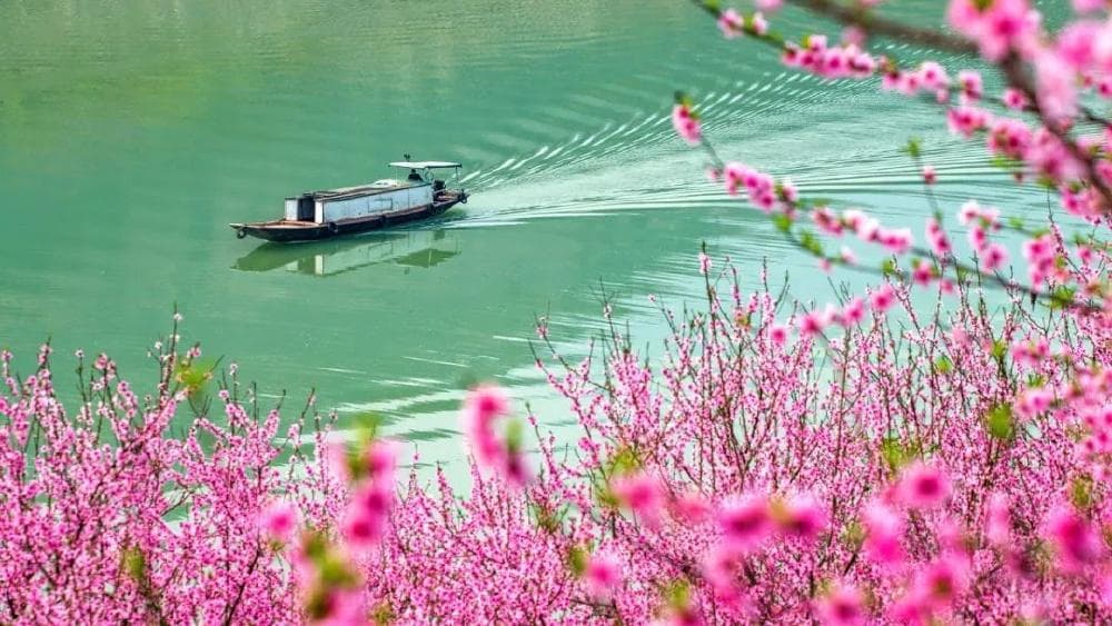 重庆2025年桃花最佳观赏期预报出炉！去这些地方遇见“世外桃源”