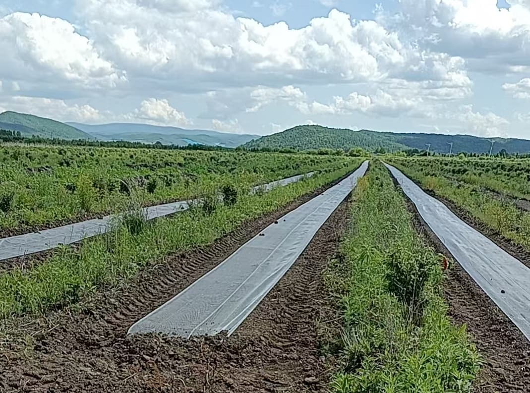 吉林汪清：创新种植模式 探索“一地双收”新路径