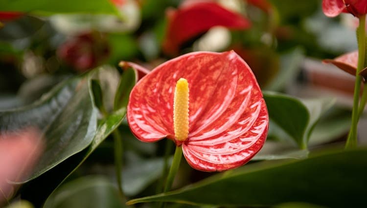 红掌花：一种令人惊艳的热带奇迹