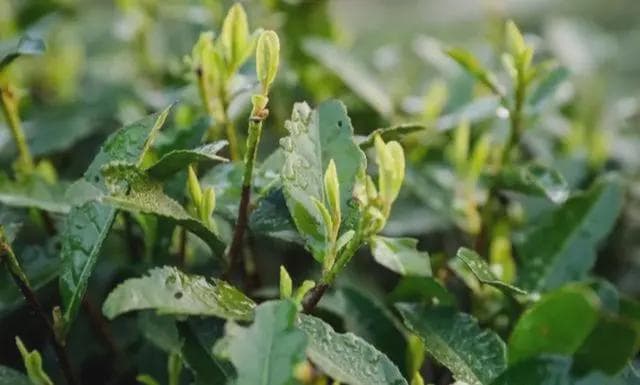 乌牛早绿茶：江南春信第一枝