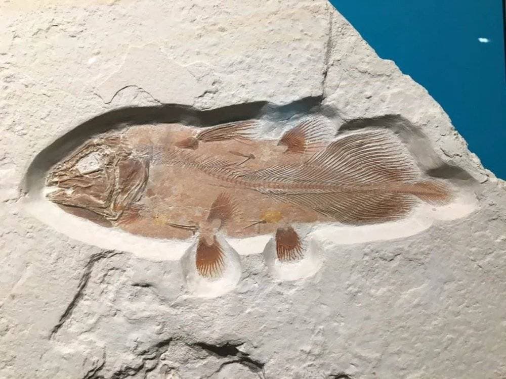 有的生物几亿年没变样，是演化真的停滞了吗？