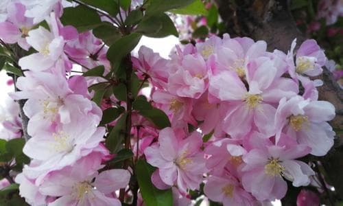 海棠的花果生长周期详解（探究海棠开花）