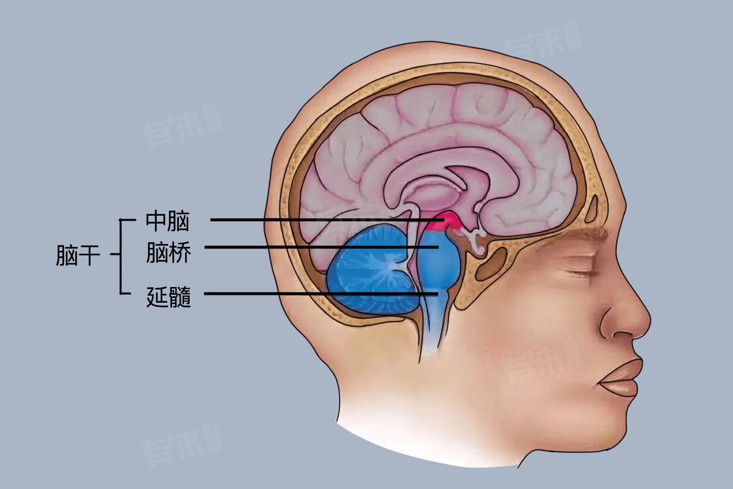 脑干是什么，有什么作用