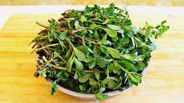 “马齿苋”是个宝，用来煮水喝，或能帮助解决5个问题，早知早好