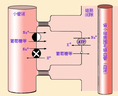 近球小管的重吸收和分泌