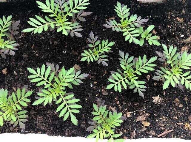 孔雀草种植完全指南：从播种到开花的全方位护理