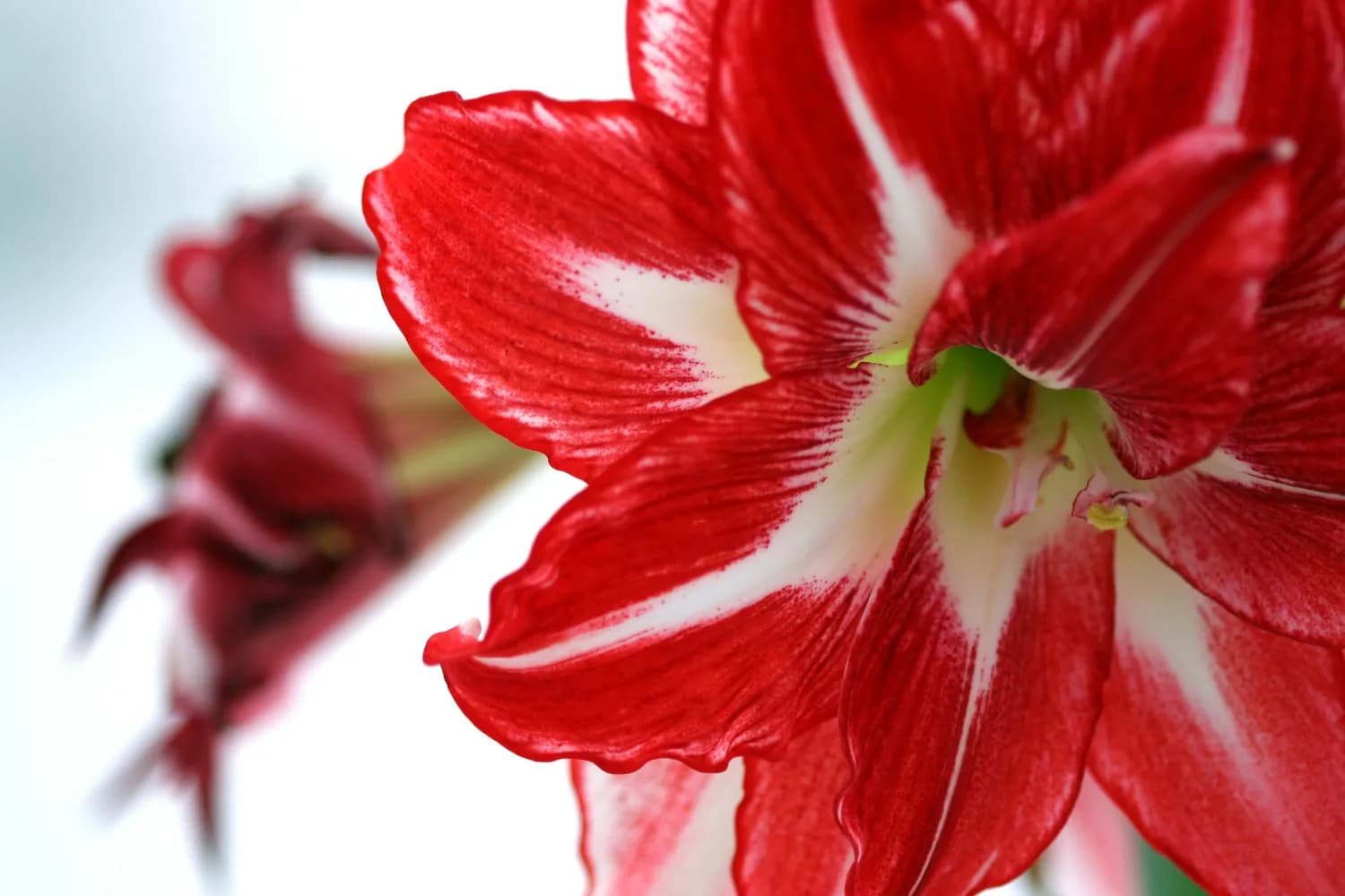 春节装饰，红花是主角！