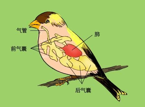 鸟为什么会飞的原因及原理