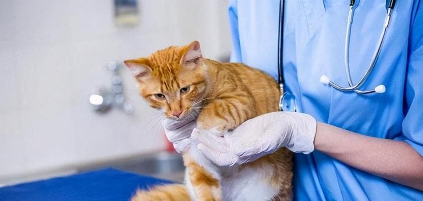 母猫生小猫后多久可以进行绝育手术？绝育的最佳时间是什么时候？