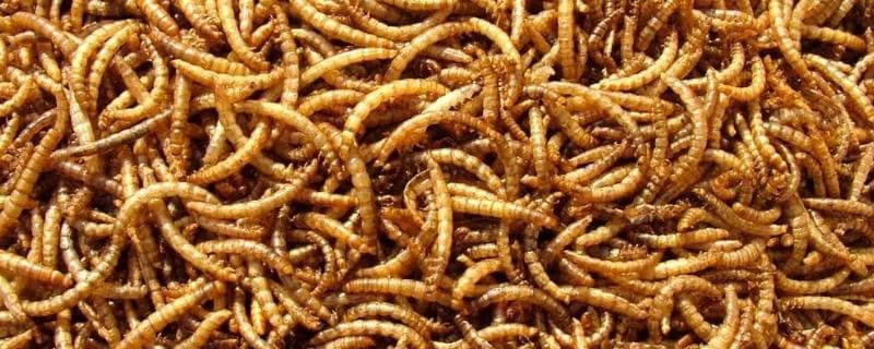 面包虫生长的5个过程及繁殖技巧