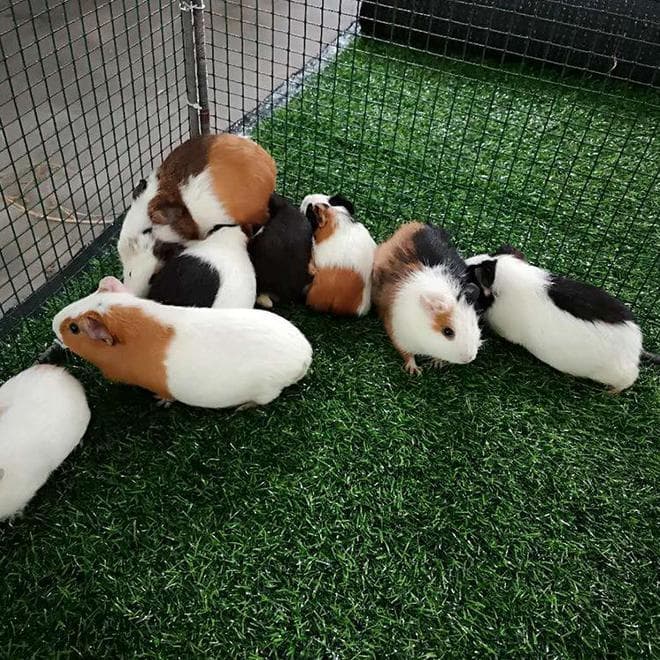 养荷兰猪的10大忌