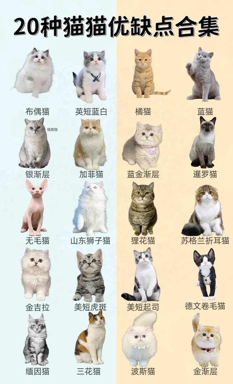 猫的品种大全：探索全球最受欢迎的家猫品种