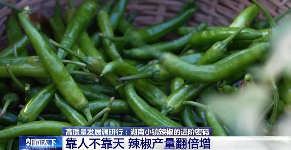 高质量发展调研行丨“太空椒”结硕果 解锁湖南小镇辣椒的进阶密码