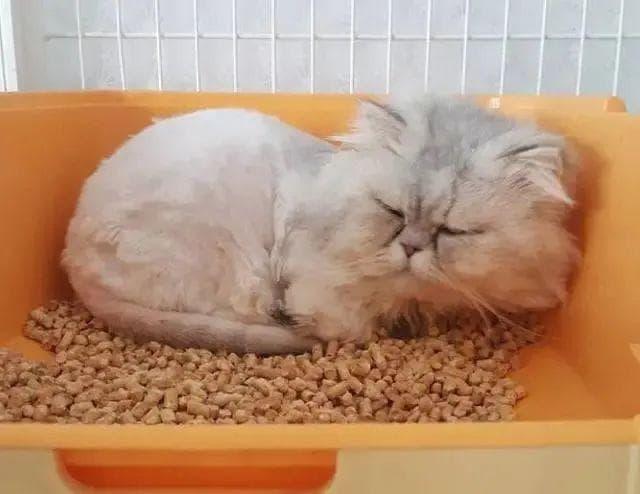 为什么我家猫总喜欢睡猫砂盆？有什么办法能解决？