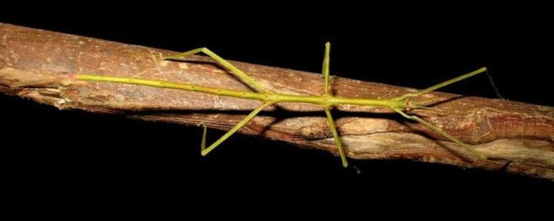 揭秘中国巨竹节虫：世界最长昆虫的生存智慧
