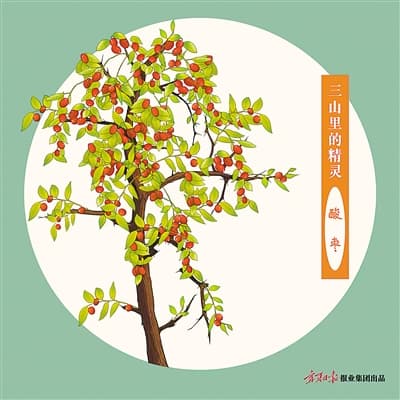 探访宁夏红寺堡酸枣梁：从风沙源到生态保护区的绿色蜕变