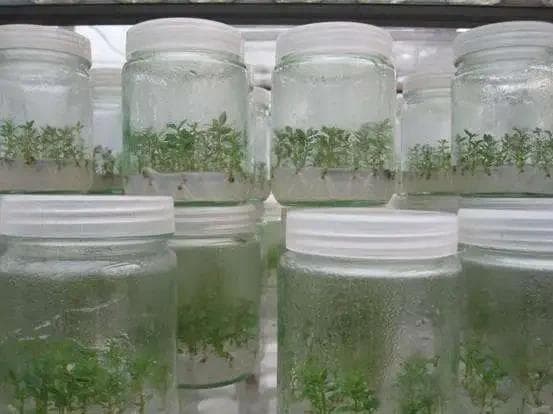 组培污染率太高的问题如何才能尽量避免？一款新型诺福组培杀菌剂