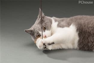 猫咪偏爱温暖隐蔽处，打造舒适猫窝是关键。