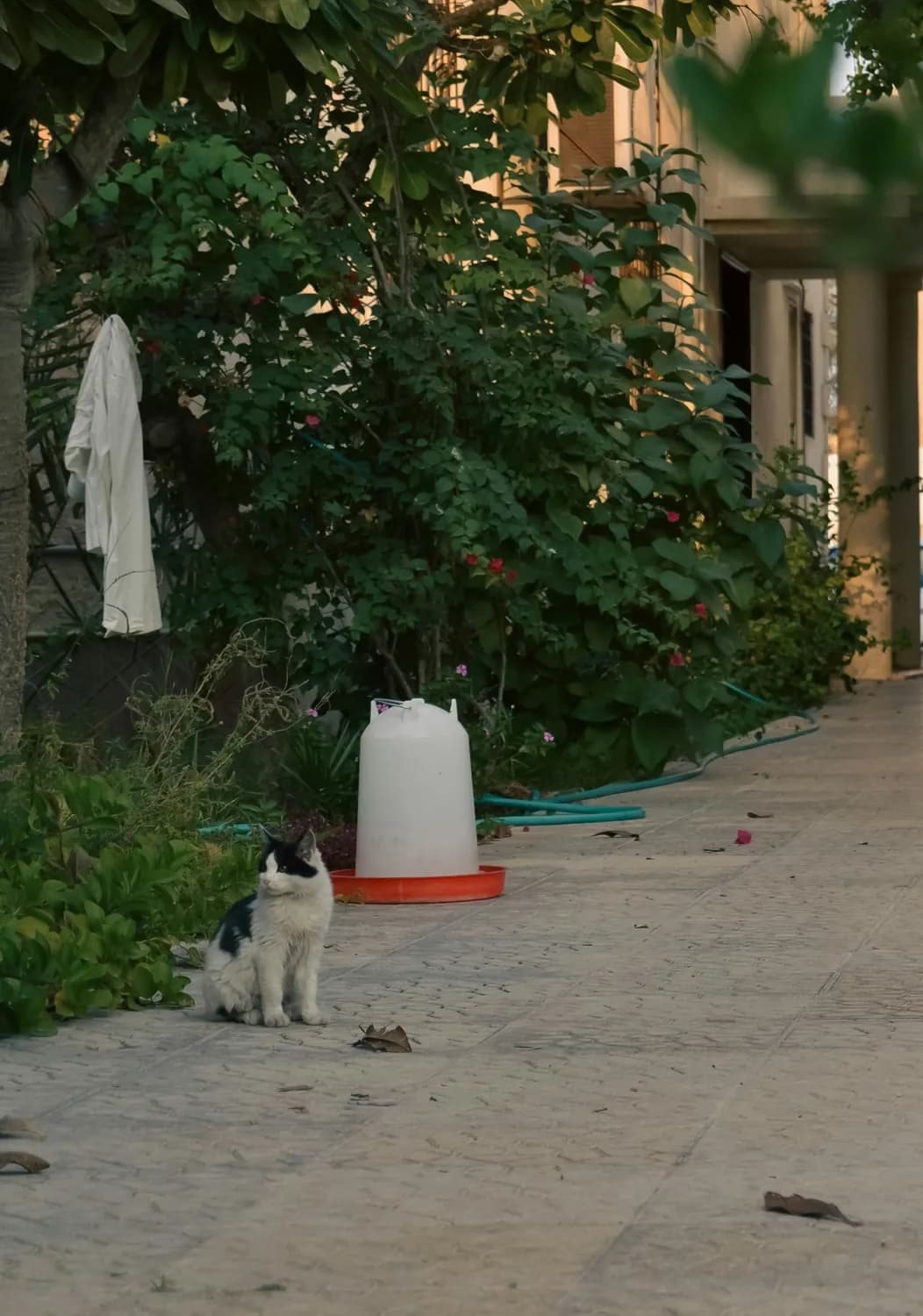 家猫与流浪猫：两种生活，一样可爱