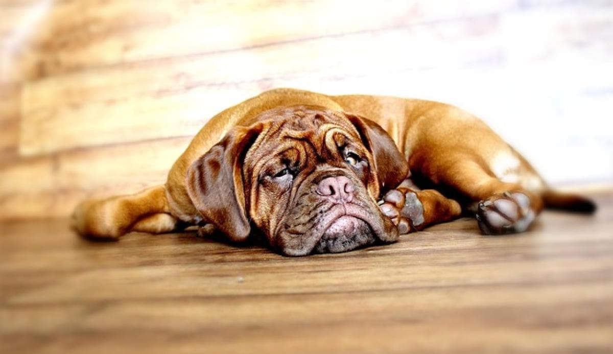 獒犬有哪几种类型？全面解析各类獒犬特征及饲养注意事项